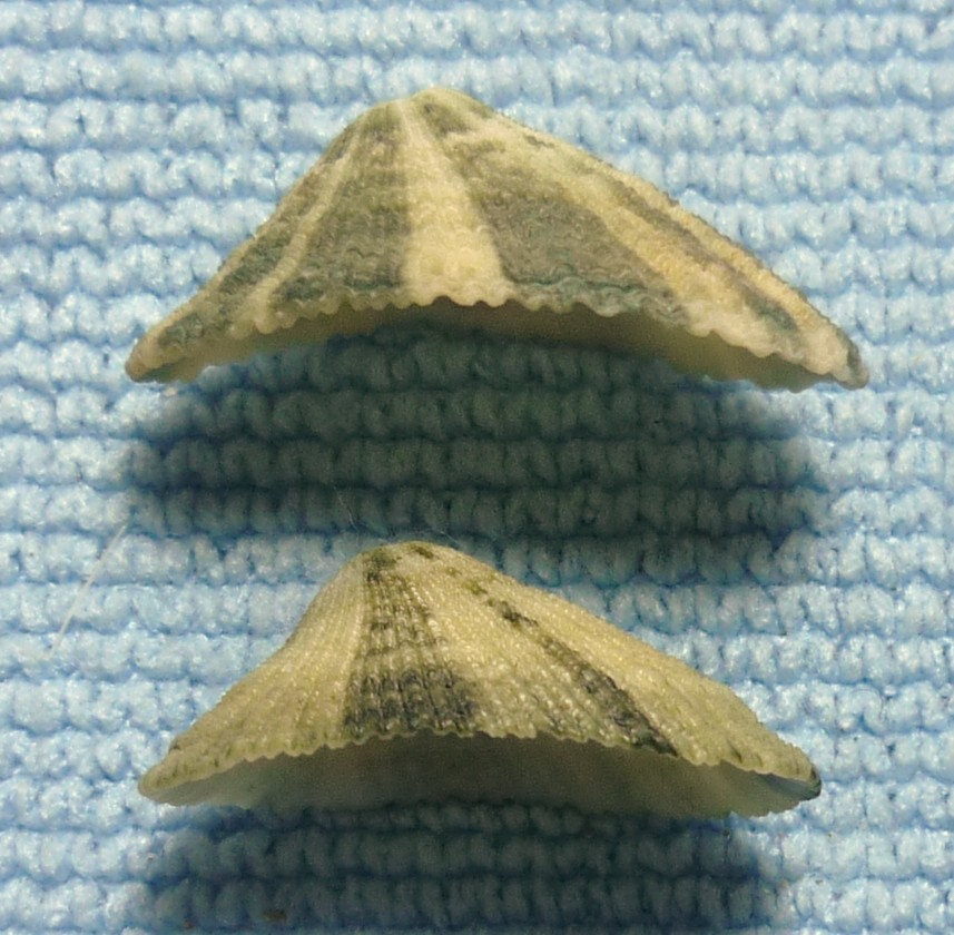 Diodora italica